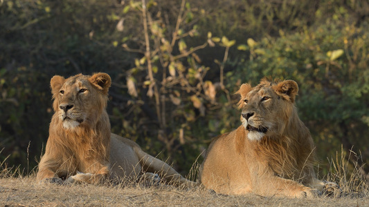 Book Your Gir National Park Safari Tickets Online